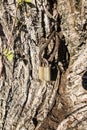 An old, rusty padlock and a piece of steel rope Royalty Free Stock Photo