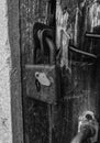 Old rusty padlock on a shabby wooden door. Royalty Free Stock Photo