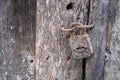 Old rusty padlock with spider webs, on an old wooden door and in a pitiful state of a rustic house, rustic wood texture Royalty Free Stock Photo