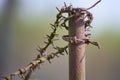 Old rusty post with barbed wire