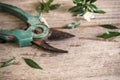 Old rusty pruning shears with leaves