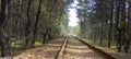 Old rusty railway tracks lying through the woods on which the train rarely travels Royalty Free Stock Photo