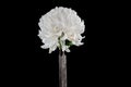 Old rusty rasp file and chrysanthemum on a black background