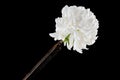 Old rusty rasp file and chrysanthemum on a black background