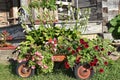 Old rusty red toy wagon decorated with flowers Royalty Free Stock Photo