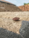 Old rusty roofing nails still attached