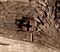 Old rusty screw screwed into the board Royalty Free Stock Photo