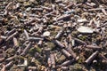 Old rusty shell bullets scattered on the ground Royalty Free Stock Photo