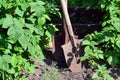 An old rusty shovel near the raspberry bushes, which grow next to the wooden fence of the village garden. Background image associ Royalty Free Stock Photo