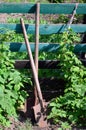 An old rusty shovel near the raspberry bushes, which grow next to the wooden fence of the village garden. Background image associ Royalty Free Stock Photo