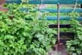 An old rusty shovel near the raspberry bushes, which grow next to the wooden fence of the village garden. Background image associ Royalty Free Stock Photo