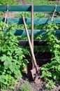 An old rusty shovel near the raspberry bushes, which grow next to the wooden fence of the village garden. Background image associ Royalty Free Stock Photo