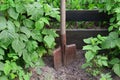 An old rusty shovel near the raspberry bushes, which grow next to the wooden fence of the village garden. Background image associ Royalty Free Stock Photo