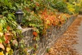 Old rusty street wall lantern in beautiful inflorescence of autumn ivy garden or wild grapes. Selective focus Royalty Free Stock Photo