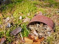 Old rusty tin can on the ground in a pine forest. The concept of environmental pollution Royalty Free Stock Photo