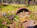 Old rusty tin can on the ground in a pine forest. The concept of environmental pollution Royalty Free Stock Photo