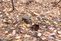 Old rusty tin can and glass jar on the ground in a pine forest. The concept of environmental pollution Royalty Free Stock Photo