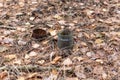 Old rusty tin can and glass jar on the ground in a pine forest. The concept of environmental pollution Royalty Free Stock Photo