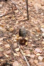 Old rusty tin can and glass jar on the ground in a pine forest. The concept of environmental pollution Royalty Free Stock Photo