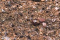 Old rusty tin can on the ground in a pine forest. The concept of environmental pollution Royalty Free Stock Photo