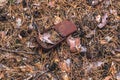 Old rusty tin can on the ground in a pine forest. The concept of environmental pollution Royalty Free Stock Photo