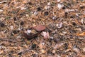 Old rusty tin can on the ground in a pine forest. The concept of environmental pollution Royalty Free Stock Photo