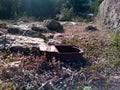 Old rusty tin in the forest