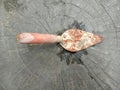 Old rusty trowel, wooden handle on brick flooring closeup. Royalty Free Stock Photo