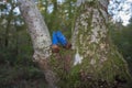 Old, Rusty used shotgun shell in the forest. cartridges, used shotgun on the tree Royalty Free Stock Photo