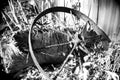 Old rusty wagon wheel in a garden in black and white Royalty Free Stock Photo