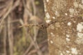 the old rusty wasting barb-wired on the concrete pole Royalty Free Stock Photo