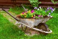 Old rusty Wheelbarrow flowerbed colorfull flowers garden decor Royalty Free Stock Photo