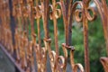 Old rusty wrought iron railing