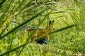 Old rusty yellow abandoned boat on the grass under the sunlight