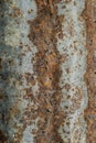 Old rusty zinc wall panel with rusty texture for background, Rusted galvanized iron plate vintage style decoration retro interior Royalty Free Stock Photo