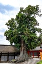 Sacred tree, worshipping tree with rope and white paper streamers, Kasuga Taisha Shrine, Nara, Japan. Japan Royalty Free Stock Photo