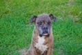 Old sad dog breed boxer Royalty Free Stock Photo