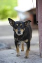 Old sad mongrel watchdog in metal chains guarding yard of the rural household, wooden doghouse on a background