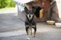 Old sad mongrel watchdog in metal chains guarding yard of the rural household, wooden doghouse on a background