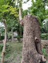 A Old Sad tree standing alone. Royalty Free Stock Photo