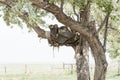 Old Saddle in A Tree on a Historic Ranch in Rural Colorado