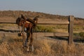 Old saddle Royalty Free Stock Photo