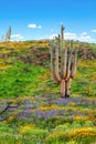 Saguaro Cactus in a Field of California Poppies and Lupines. Sonoran Desert Blooming Royalty Free Stock Photo