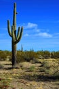 Old Saguaro Cactus Sonora desert Arizona