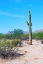 Old Saguaro Cactus Sonora desert Arizona