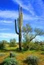 Old Saguaro Cactus Sonora desert Arizona