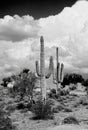 Old Saguaro Cactus Sonora desert Arizona on Film