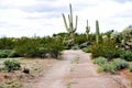 Old Saguaro Cactus Sonora desert Arizona near dirt road Royalty Free Stock Photo