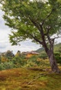 The old sakura tree in the moss park of Kinkaku-ji Rokuon-ji temple. Kyoto. Japan Royalty Free Stock Photo