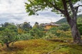 The old sakura tree in the moss park of Kinkaku-ji Rokuon-ji temple. Kyoto. Japan Royalty Free Stock Photo